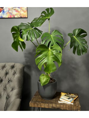 Big Monstera 