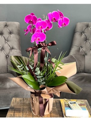 Purple Orkide