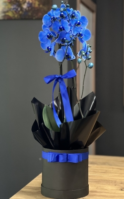 Tasarım Mavi Orkide