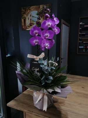 Sweet Mix Orkide