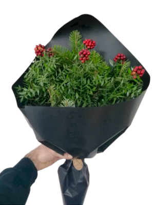 Kokina ve Çam Buketi