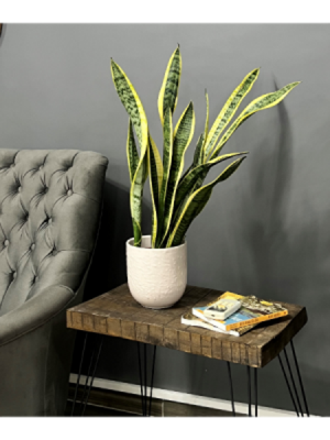 Paşa Kılıcı Sansevieria