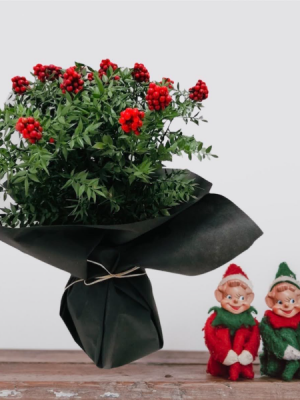 Vazoda Kokina Aranjmanı