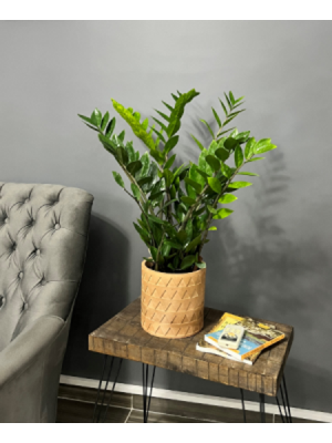 Zamia